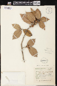 Quercus crassifolia image