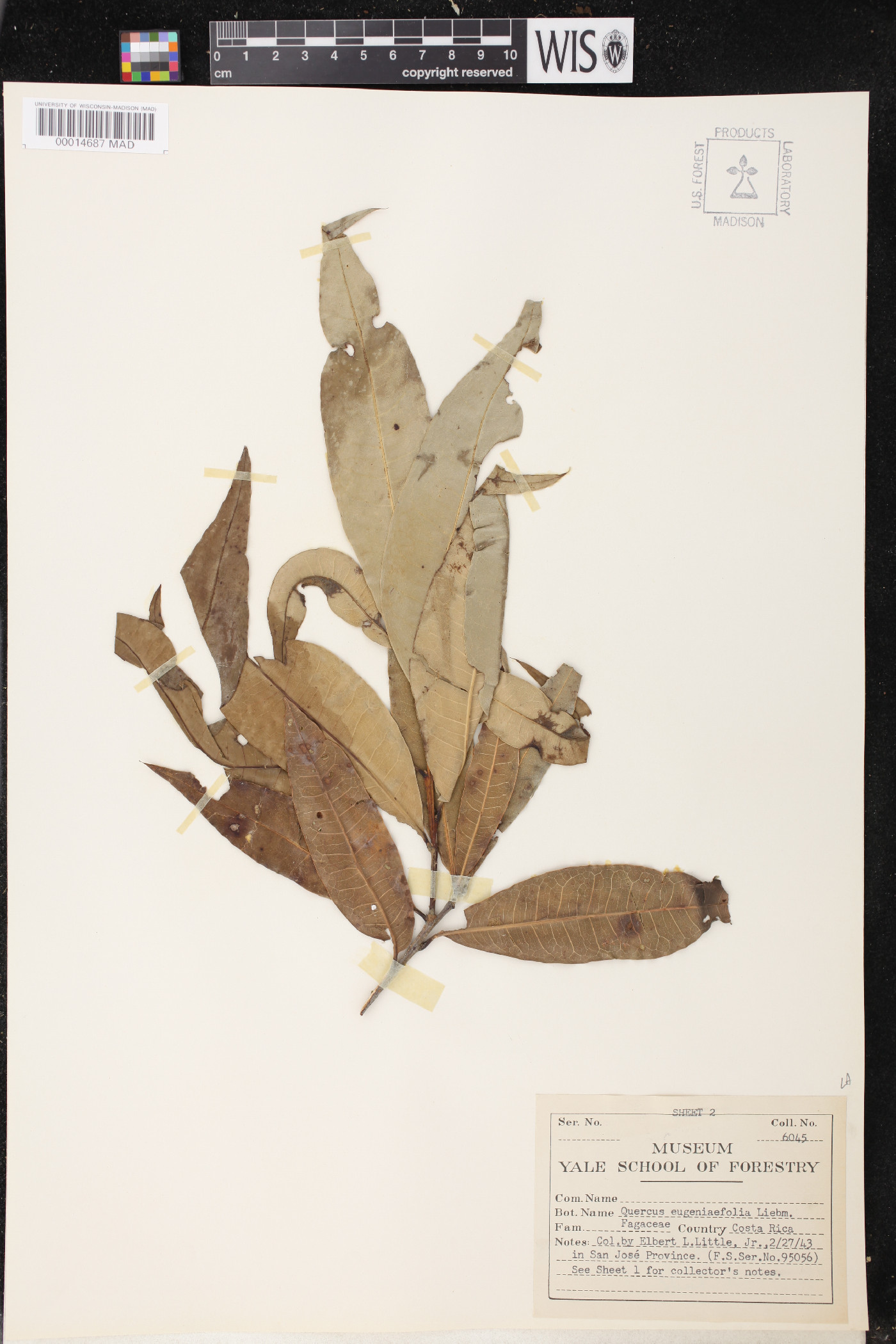 Quercus seemannii image