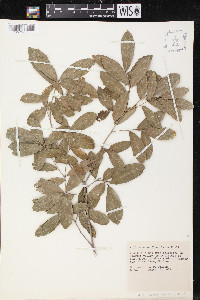 Quercus flocculenta image