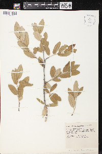 Quercus flocculenta image