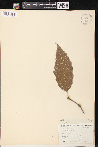 Quercus acutifolia image