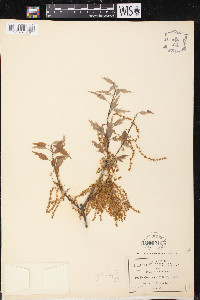 Quercus acutifolia image