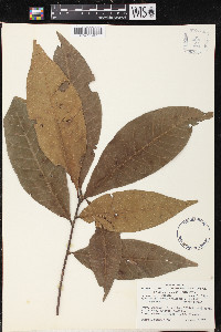 Quercus salicifolia image