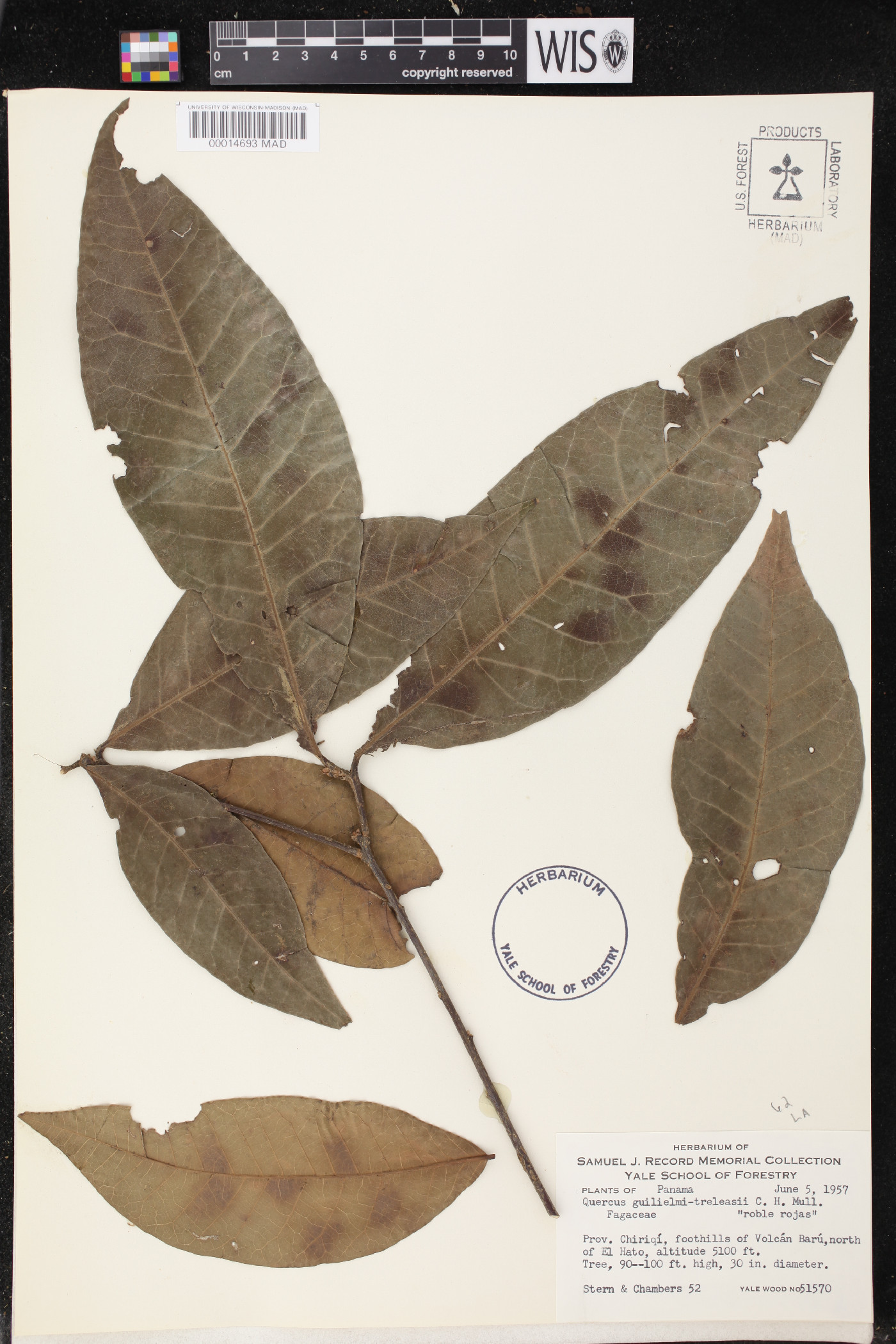 Quercus salicifolia image