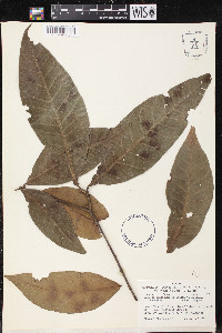 Quercus salicifolia image