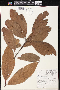 Quercus humboldtii image