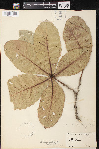 Quercus magnoliifolia image