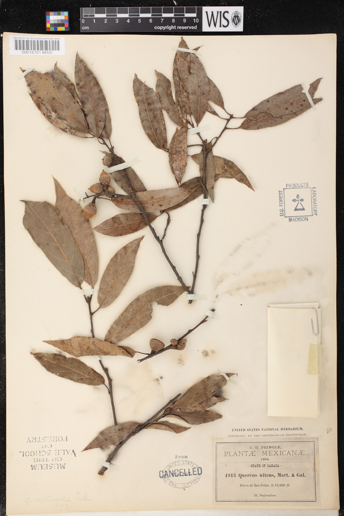 Quercus affinis image