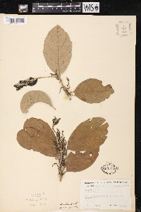 Quercus oleoides image