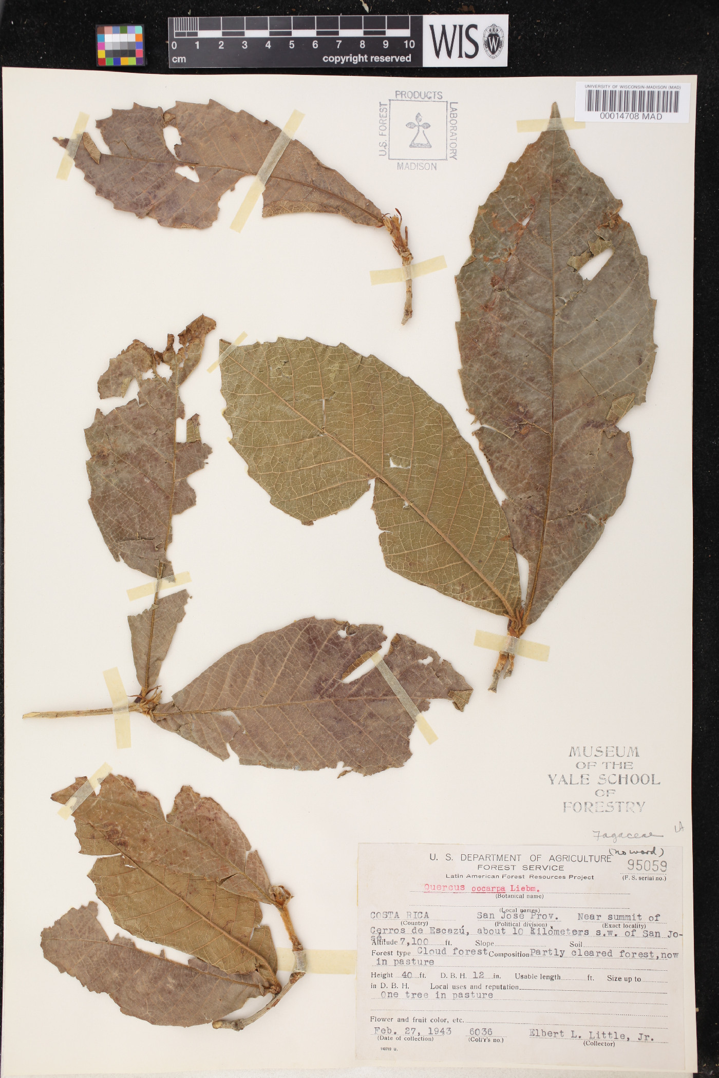 Quercus oocarpa image