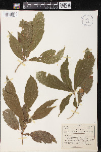 Quercus oocarpa image