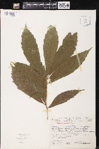 Quercus oocarpa image