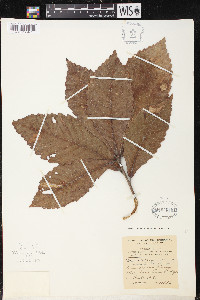 Quercus segoviensis image