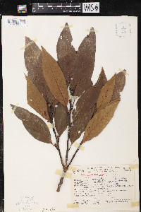 Quercus seemannii image