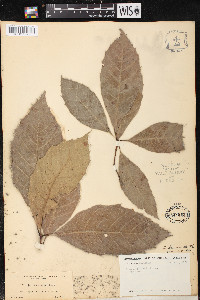 Quercus skinneri image