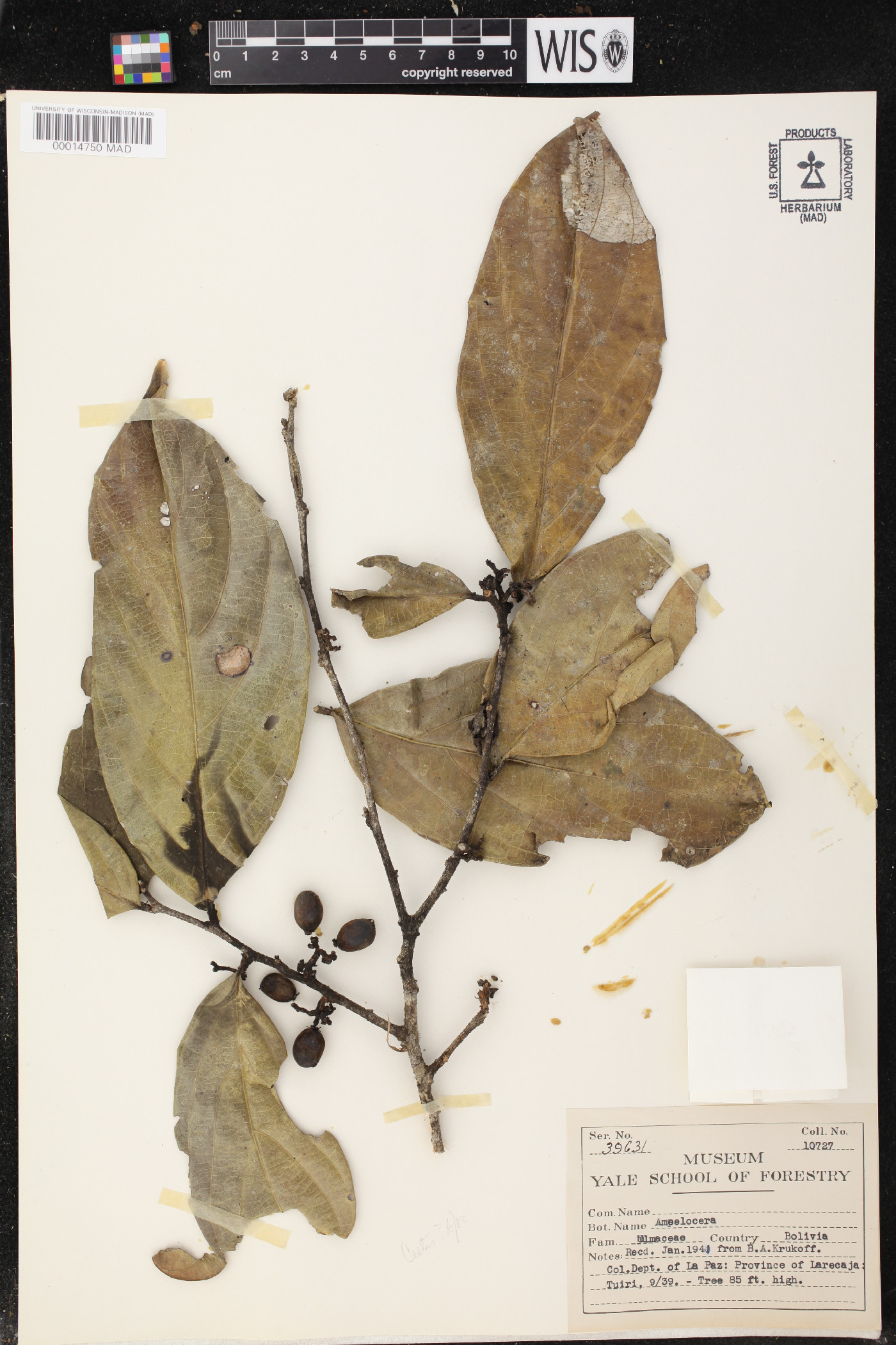 Ampelocera image