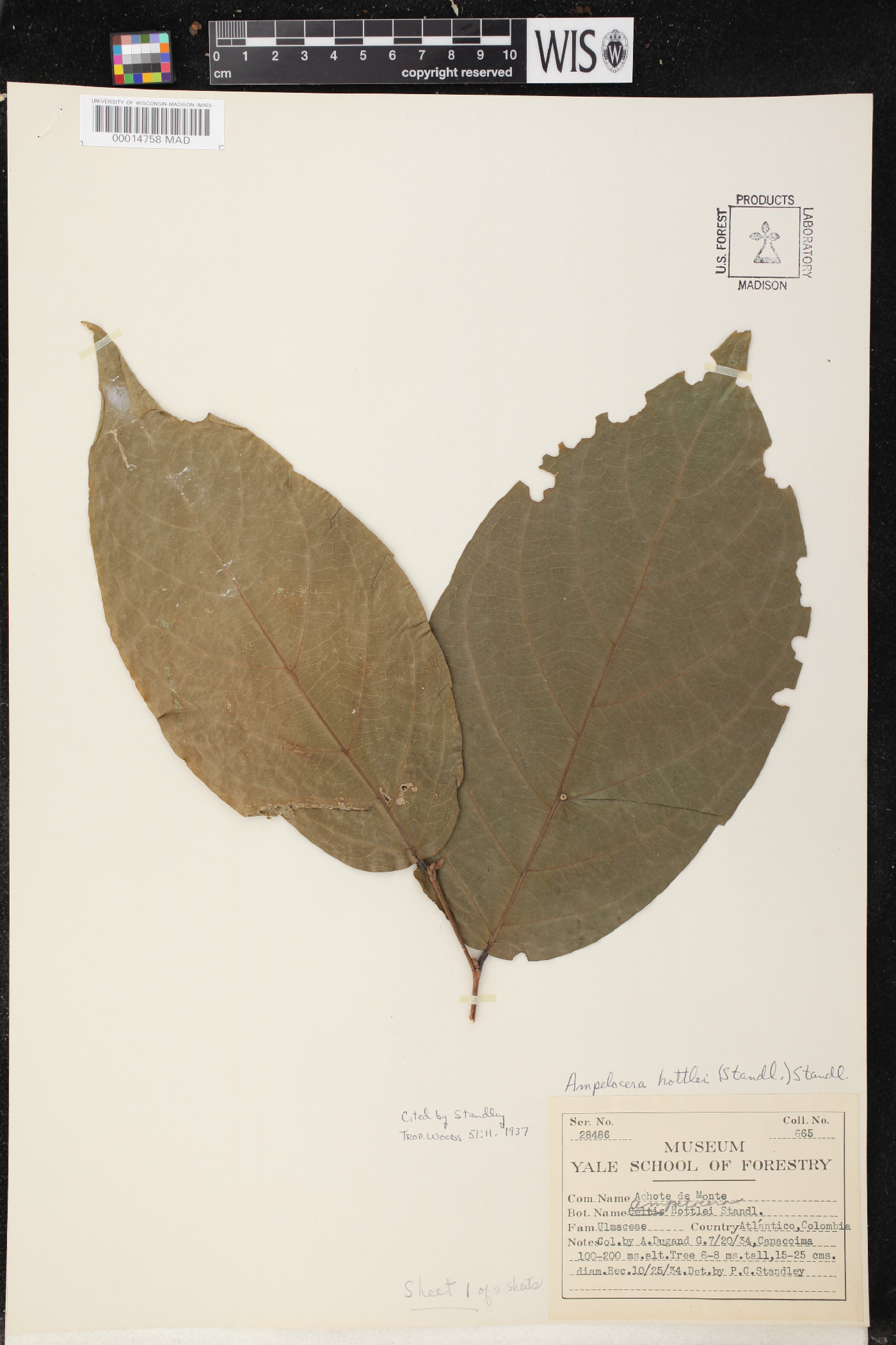 Ampelocera hottlei image
