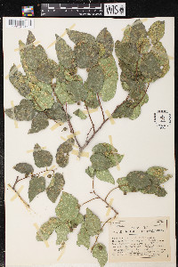 Celtis reticulata image