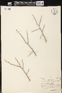 Celtis reticulata image