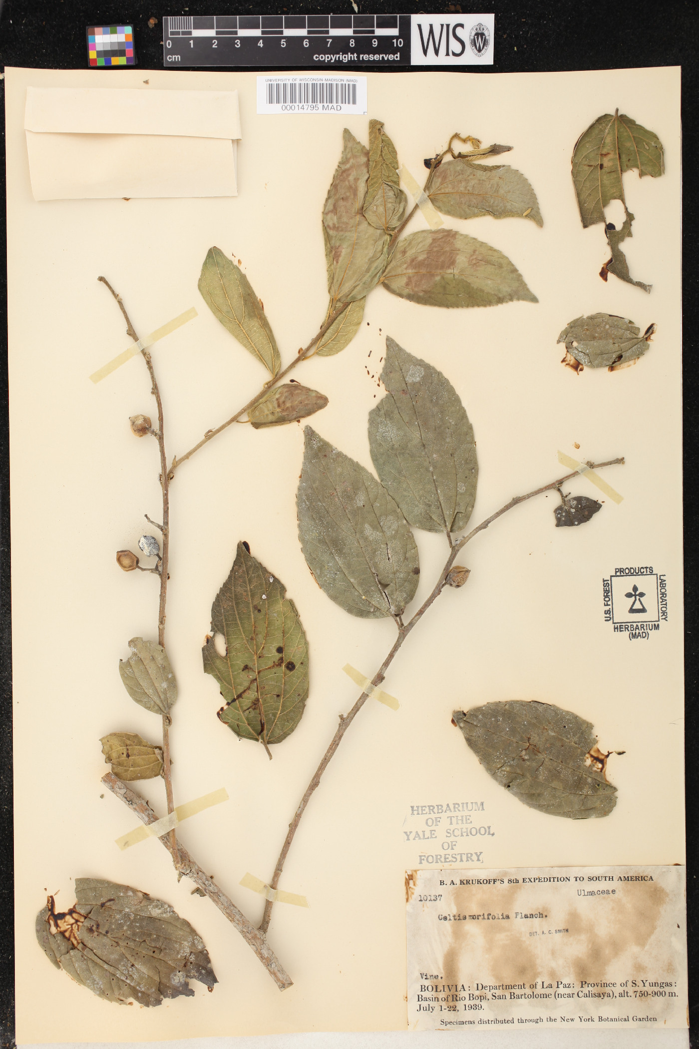 Celtis iguanaea image