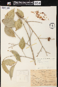 Celtis schippii image