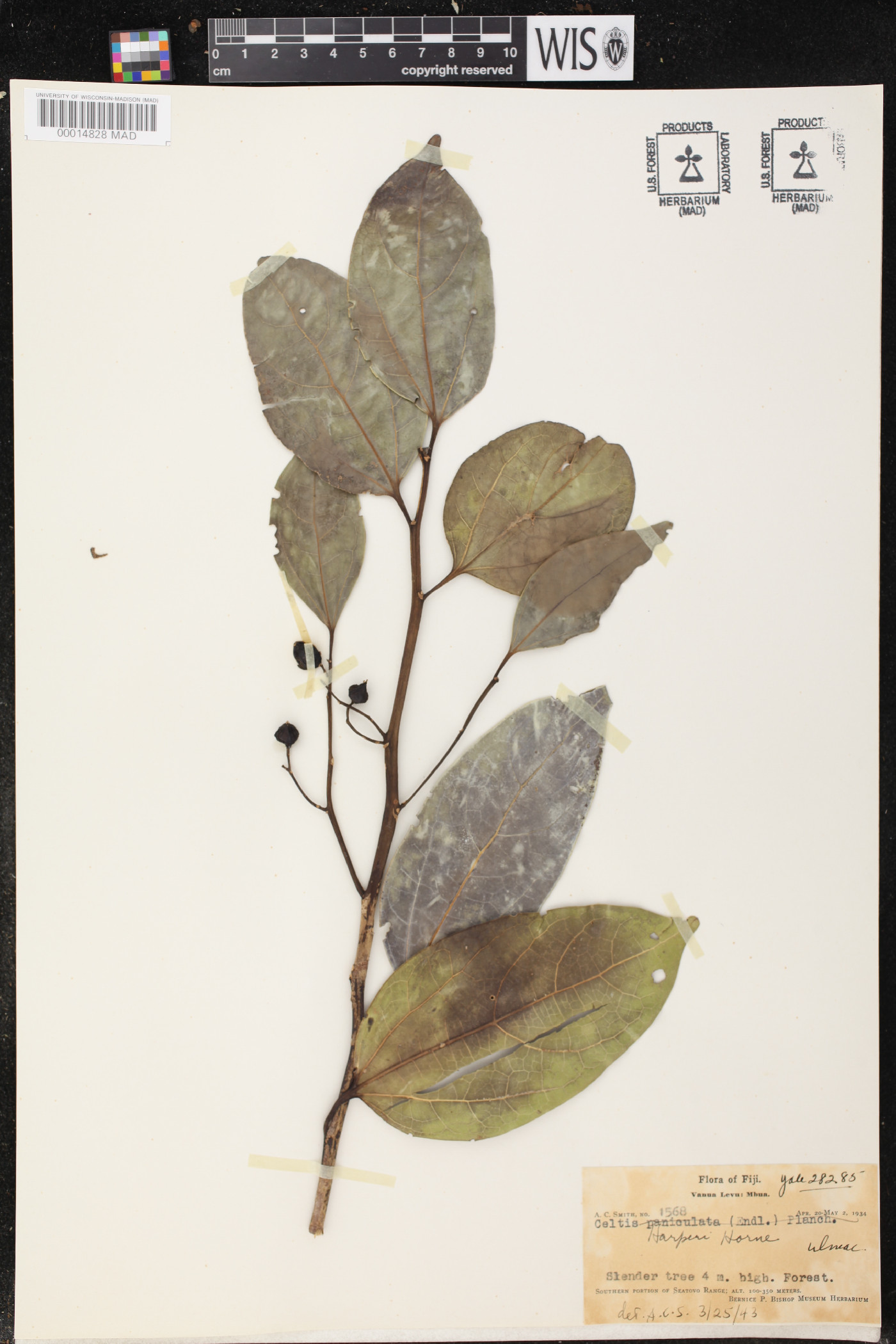 Celtis harperi image