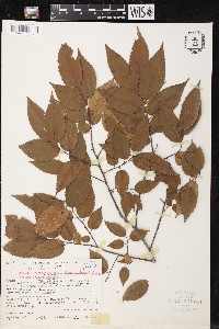 Chaetoptelea mexicana image