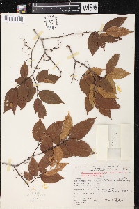 Chaetoptelea mexicana image