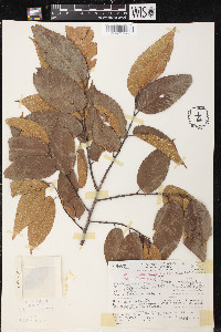 Chaetoptelea mexicana image