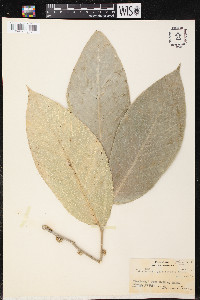 Gironniera celtidifolia image