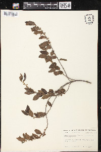 Trema lamarckiana image