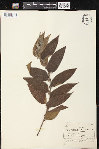 Trema micrantha image