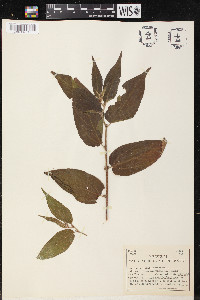 Trema micrantha image