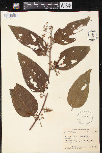 Trema micrantha image