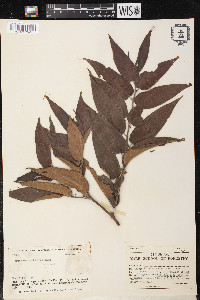 Trema micrantha image