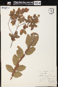 Ulmus crassifolia image