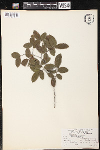 Ulmus crassifolia image