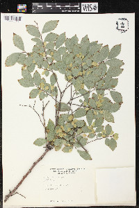 Ulmus parvifolia image