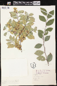 Ulmus parvifolia image