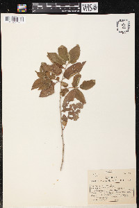 Ulmus pumila image