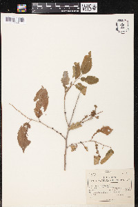 Ulmus pumila image