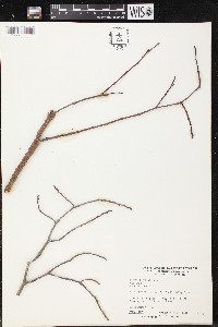 Ulmus serotina image