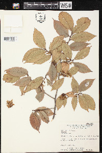 Ulmus serotina image