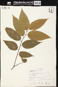 Ulmus mexicana image