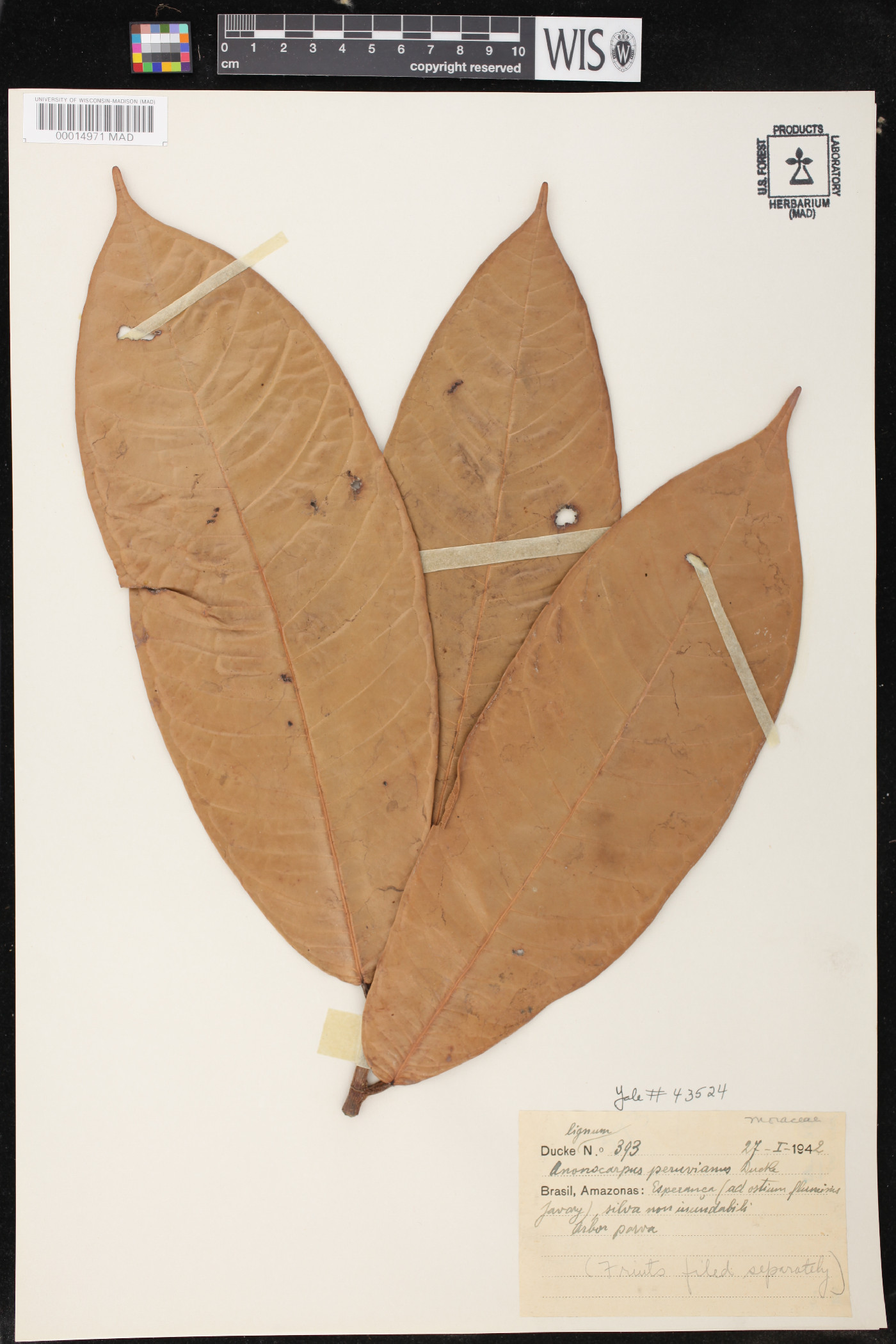Batocarpus orinocensis image