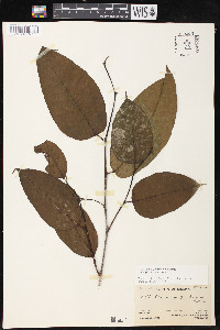 Brosimum alicastrum image