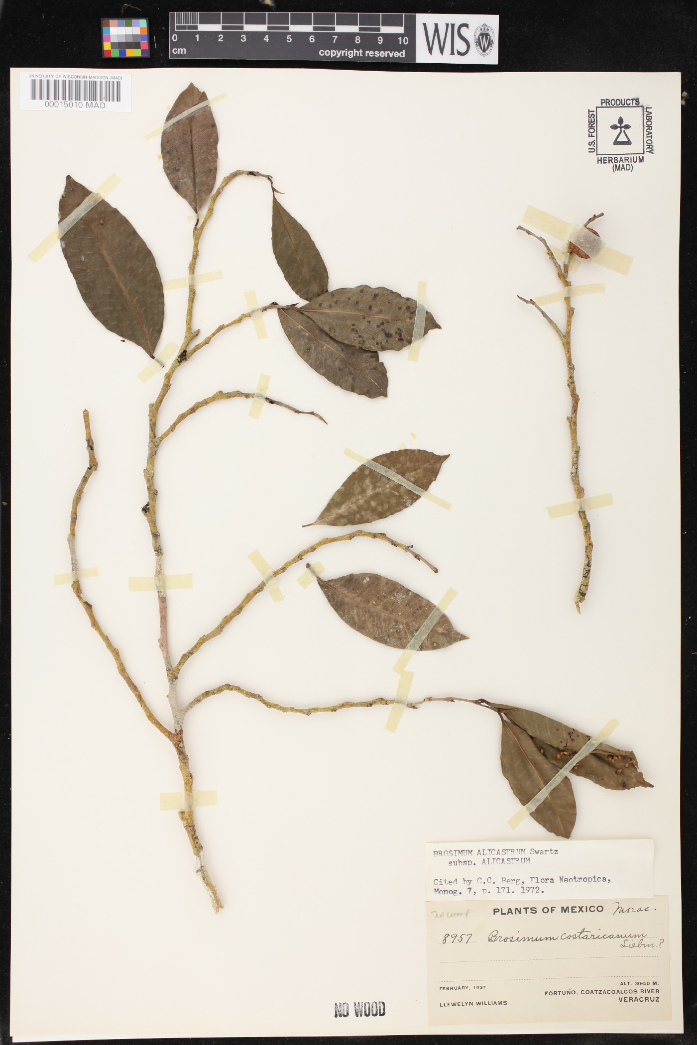Brosimum alicastrum subsp. alicastrum image