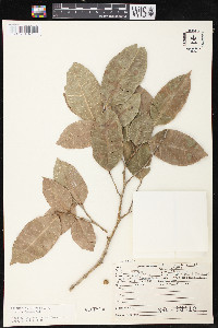 Brosimum alicastrum image