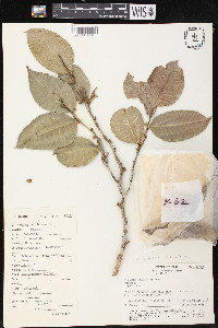 Brosimum alicastrum image