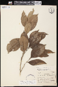 Brosimum alicastrum image